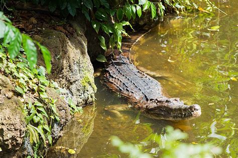 False Gharial Big Crocodile In Water Tomistoma False Gharial Teeth Photo Background And Picture ...