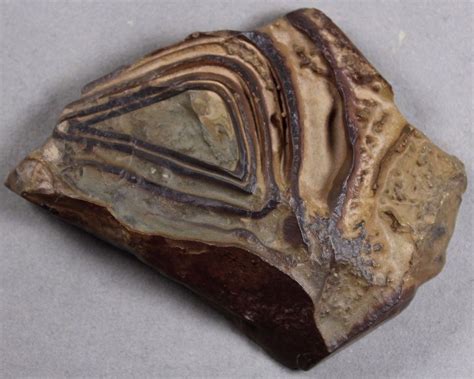 PRECAMBRIAN MOROCCO STROMATOLITE FOSSIL POLISHED W/ RAISED DETAIL SPECIMEN (226) | Polish ...