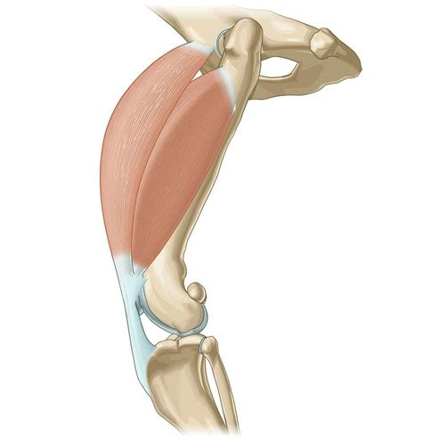 Rectus femoris muscle / Intermediate vastus muscle (Quadriceps femoris muscle) - vet-Anatomy ...