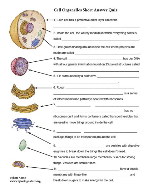 Cell Organelle Short Answer Quiz (Reading Assessment)