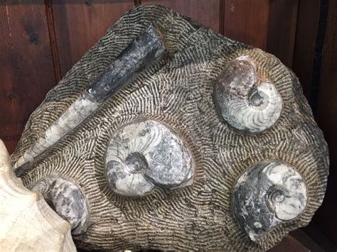 Ammonite fossils at Brighton Museum | Brighton museum, The good ...