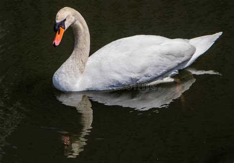 White swan stock image. Image of graceful, aquatic, ripples - 55280491