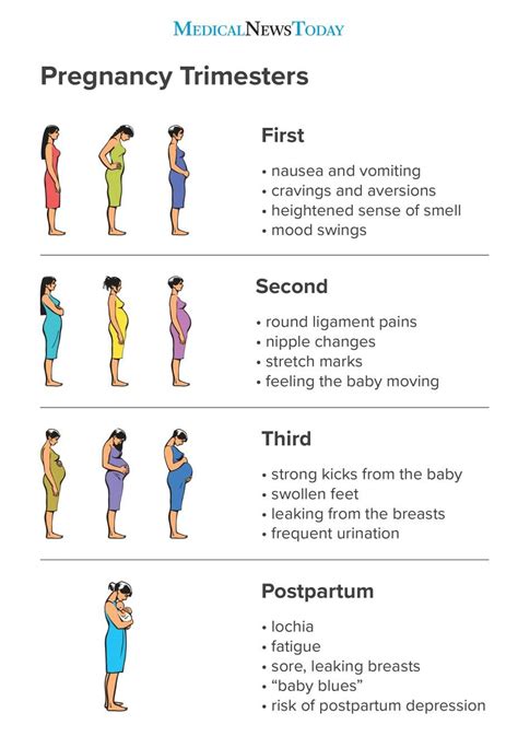 Pregnancy Chart, Pregnancy Timeline, Pregnancy Checklist, Trimesters Of Pregnancy, First ...