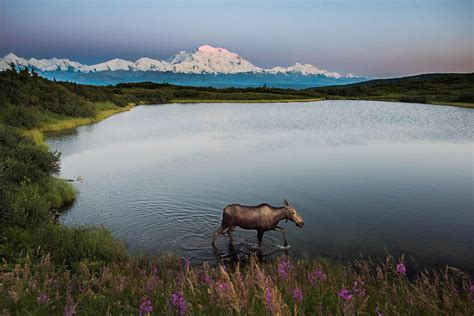 Alaska Wildlife Watching: 5 Best Parks to Visit - The National Parks ...