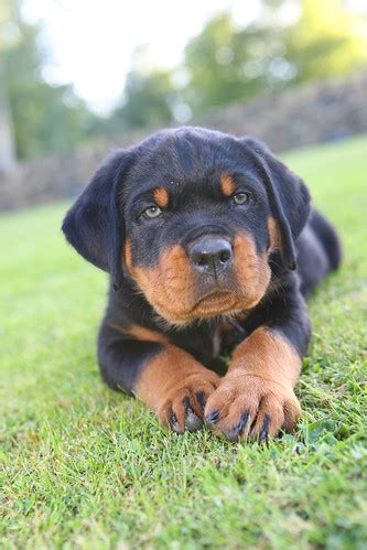 Rottweiler puppy | Rottweiler puppy. Photo by TerryGeorge.co… | Terry ...