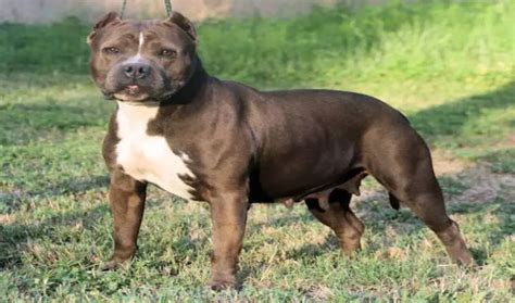 American Bully Classic - An Alternate Bully Breed For Owners and Breeders