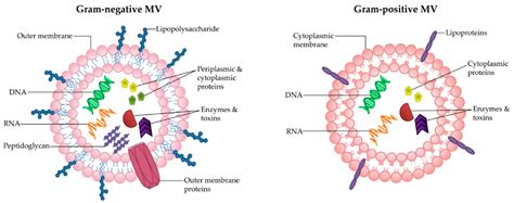 gram positive bacteria cell structure