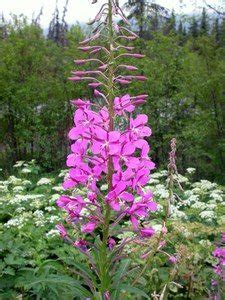 Fireweed - Sierra Club BC