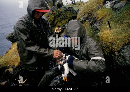 WESTMANN ISLANDS, ICELAND, JULY 1993: Puffin Hunting: Puffin hunters ...