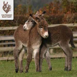 The Donkey Sanctuary | Visitors Information