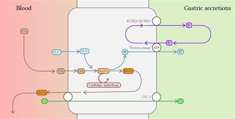 Composition, volumes and regulation of gastrointestinal secretions | Deranged Physiology