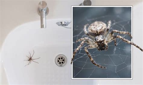 Spiders to invade British homes in just DAYS as 'beginning of spider mating season' | UK | News ...