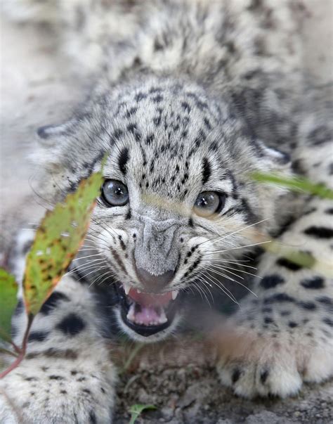 Snow leopard cubs go on exhibit at the Metro Richmond Zoo ...