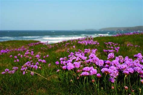 Identifying and Comparing Coastal Plants Course – Field Studies Council