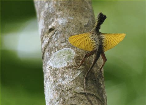 Flying Lizard 5A | Marie-France Grenouillet – Wildlife Photographer