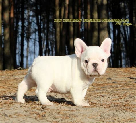 White French Bulldog puppy. | French bulldog puppies, Bulldog puppies, White french bulldog puppies