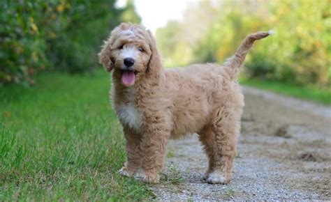 How Big Do F1bb Mini Goldendoodles Get - Marti Shaylah