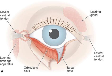 Eyelid and Periocular | Plastic Surgery Key