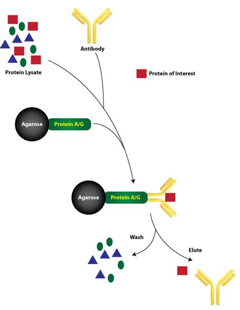 Immunoprecipitation Protocol: The Basics