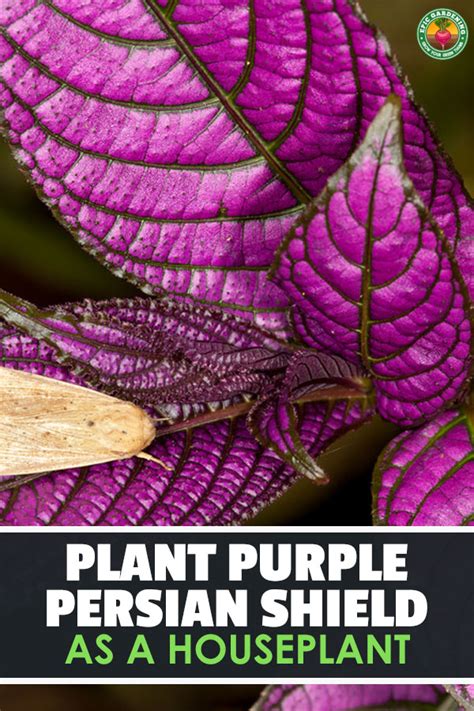 Persian Shield: Caring For Strobilanthes Dyeriana | Epic Gardening