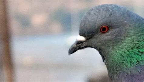 A Pigeon’s Beak: All You Need To Know + Common Problems – Pigeonpedia