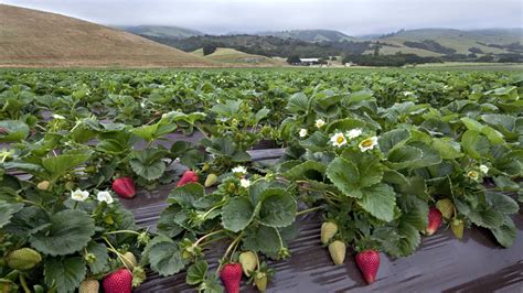 The Challenge of Automation in Strawberries - AG INFORMATION NETWORK OF THE WEST