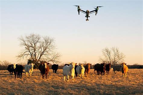 DRONES IN CATTLE HERD MONITORING | Unmanned aerial vehicle, Agriculture drone, Cow