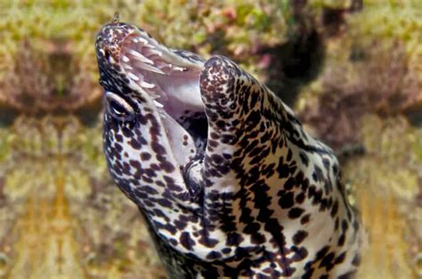 Moray Eel - Description, Habitat, Image, Diet, and Interesting Facts