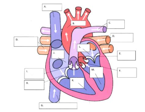 Biology Diagram | Quizlet