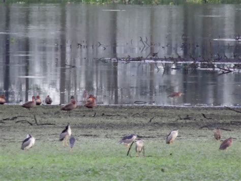 Smart Backpacker: Candaba Wetlands Bird Sanctuary