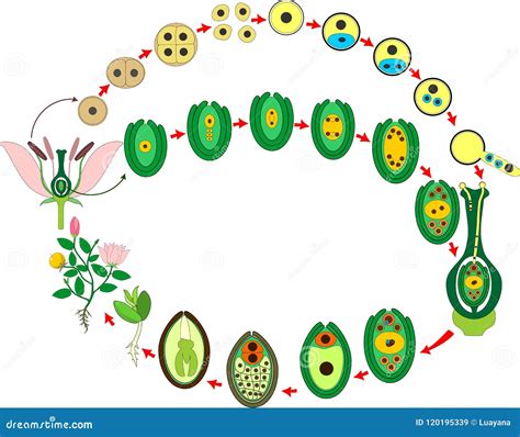 Angiosperm Cartoons, Illustrations & Vector Stock Images - 242 Pictures ...