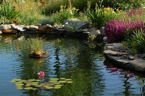 Pin on Pond landscaping