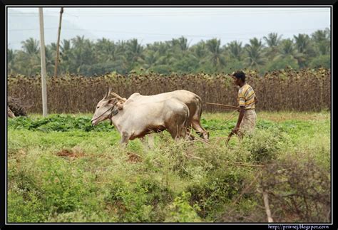 Prime Photos: Ploughing