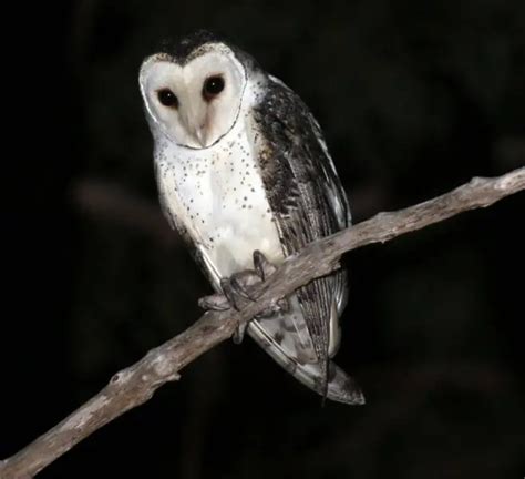 Australian masked owl - Facts, Diet, Habitat & Pictures on Animalia.bio