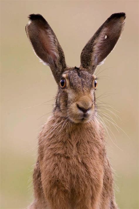 149 best images about Hare rabbit photos on Pinterest