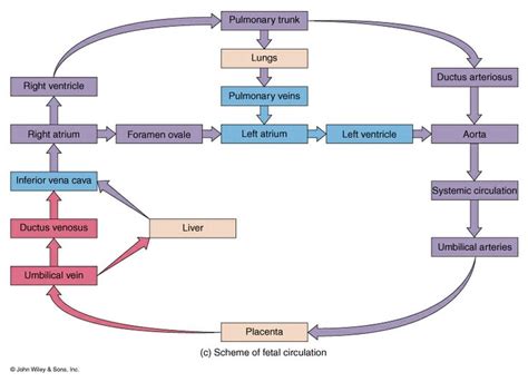 fetal circulation outline and drawing | slide0005_image004.jpg | L&D ...