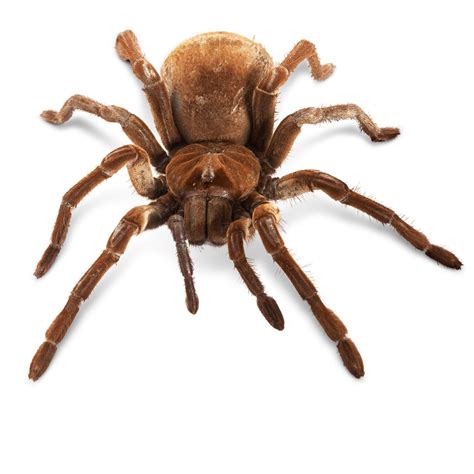 Goliath Spider Facts | Goliath Spider Size | DK Find Out