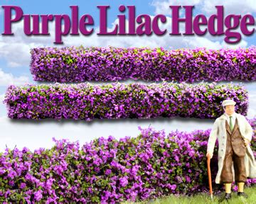 PURPLE LILAC HEDGES-Scenic Express