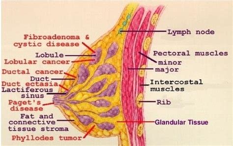 2 Female Breast Anatomy [7] | Download Scientific Diagram