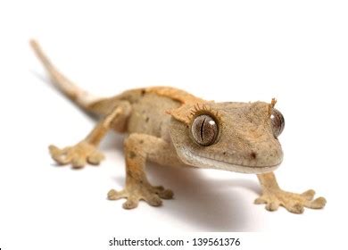 3,475 Crested Gecko Royalty-Free Photos and Stock Images | Shutterstock