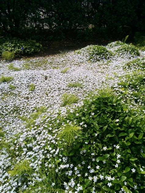 Blue star creeper? I saw it integrate with grass really well too! | Drought tolerant, Outdoor ...