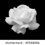 White Rose On The Black Background Free Stock Photo - Public Domain Pictures