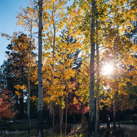 Quaking aspens show off their fall colors on Lowell's scenic campus. Credit: Nate Nise