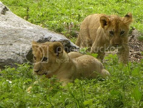 The New Lion Cubs at the Bronx Zoo