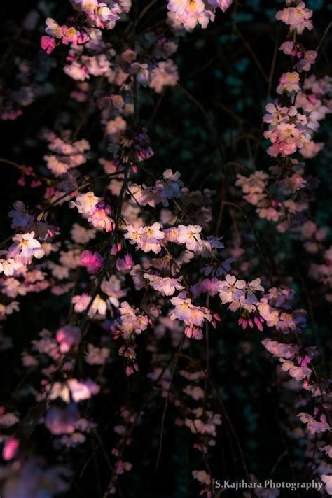 Cherry blossoms of a dark night | Spring aesthetic, Dark aesthetic ...