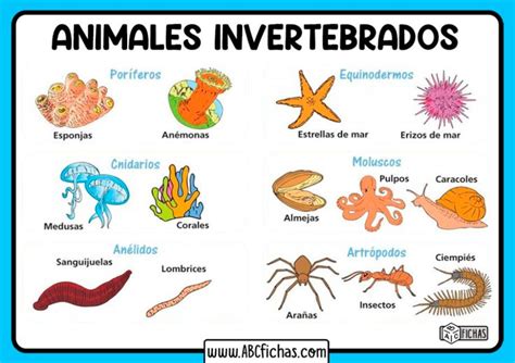 Los animales invertebrados - ABC Fichas | Animales invertebrados, Imagenes de animales ...