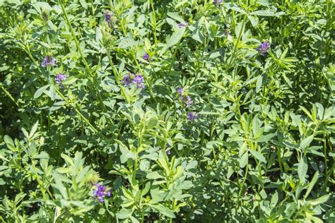 Medicago Sativa in Bloom (Alfalfa) Stock Photo - Image of countryside, land: 54854350