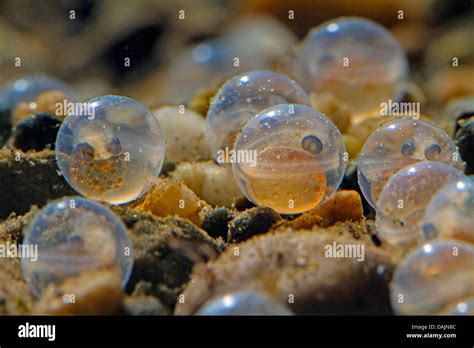 Fish eggs hatching hi-res stock photography and images - Alamy