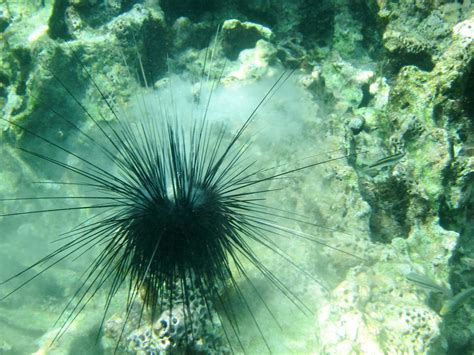 Reproduction Process of the Uniquely Attractive Sea Urchins - Biology Wise