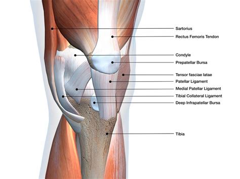 Leg Tendon Anatomy - Muscles of the Thigh and Gluteal Region - Part 1 - Anatomy ... - Anatomical ...